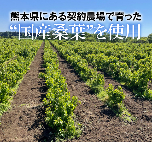 熊本県にある契約農場で育った“国産桑葉”を使用